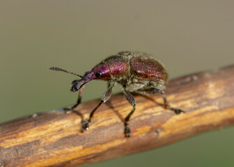 Rhynchites auratus – Tutkarz złociak