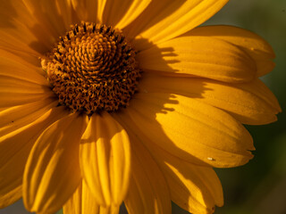 Closeup macro of bright yellow flower of false sunflower (Heliopsis helianthoides var.scabra). Horizontal summer background, top view