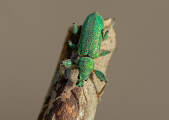 Phyllobius arborator – Naliściak drzewoszek