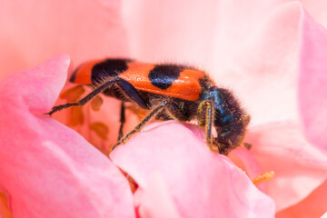 Trichodes apiarius – Barciel pszczołowiec - obrazy, fototapety, plakaty