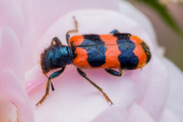 Trichodes apiarius – Barciel pszczołowiec