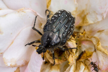 Oxythyrea funesta – Łanocha pobrzęcz