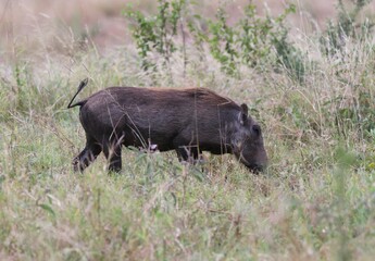 Beautiful Animals Game of Africa – Wart Hog