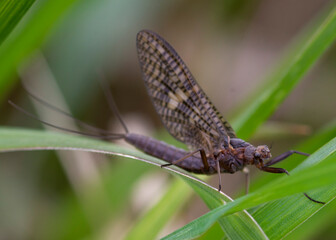 Ephemeroptera – Jętki