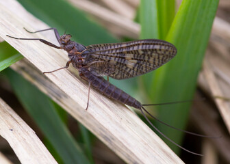 Ephemeroptera – Jętki