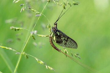 Ephemeroptera – Jętki