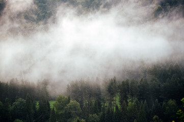 Fototapeta na wymiar Wierzchołki drzew las we mgle 