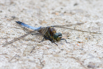 Orthetrum cancellatum – Lecicha wielka