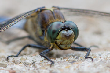 Orthetrum cancellatum – Lecicha wielka © patrycjaskupinska