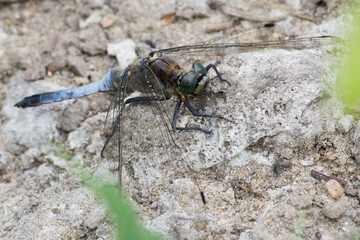 Orthetrum cancellatum – Lecicha wielka