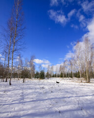 Winter landscape. Little black dog walking in cold sunny day.