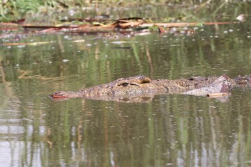 Beautiful Animals Game of Africa – Crocodile 