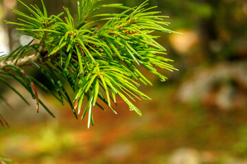 Leaves Closeup Kumrat Valley Beautiful Landscape Mountains View