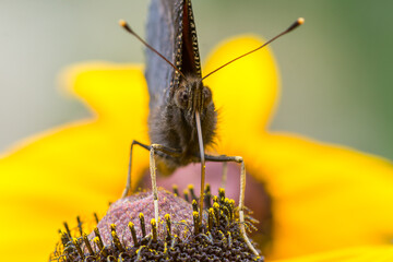 LEPIDOPTERA – MOTYLE © patrycjaskupinska