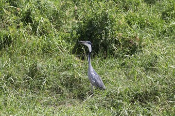 Beautiful Birds of Africa