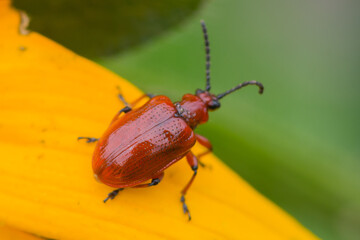 Lilioceris merdigera – Poskrzypka cebulowa