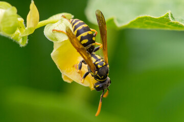 Polistes dominula – Klecanka pospolita