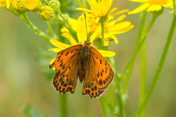 LEPIDOPTERA – MOTYLE © patrycjaskupinska