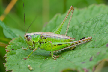 ORTHOPTERA – PROSTOSKRZYDŁE