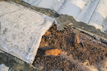Bats make nests under the cover of the roof rafters of residential houses