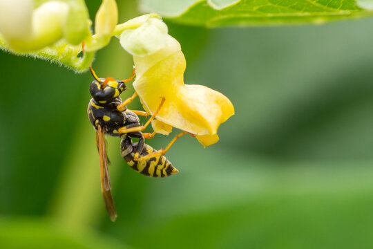 Polistes dominula &ndash; Klecanka pospolita