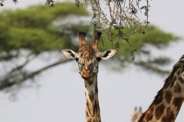 Beautiful Animals Game of Africa – Giraffe