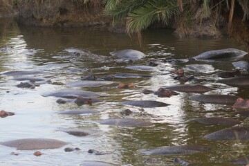 Beautiful Animals Game of Africa – Hippopotamus