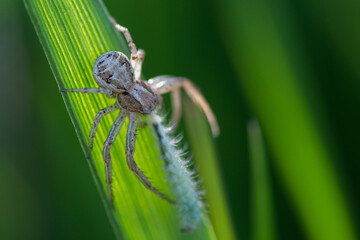 ARANEAE &ndash; PAJĄKI