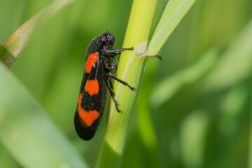Cercopis vulnerata – Krasanka natrawka © patrycjaskupinska