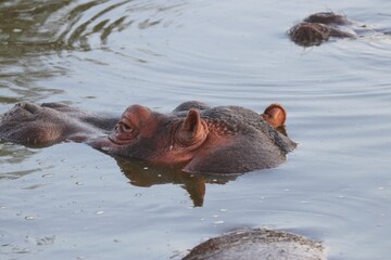 Fototapeta premium Beautiful Animals Game of Africa – Hippopotamus
