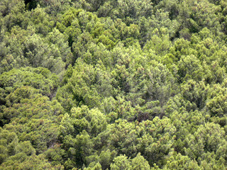 Naklejka premium Pigna