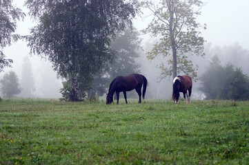 Dwa konie na polanie we mgle - obrazy, fototapety, plakaty