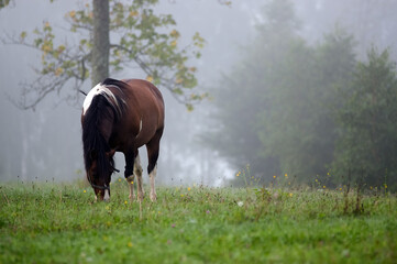 Polana z wypasającym się koniem spowita poranną mgłą i poranną rosą 
