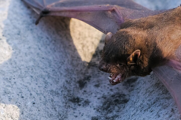 Bats make nests under the cover of the roof rafters of residential houses
