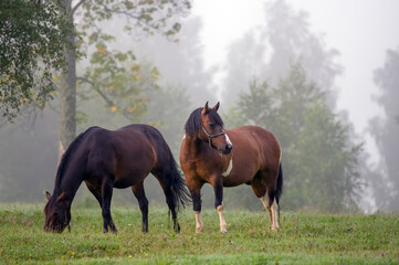 Dwa konie na polanie we mgle