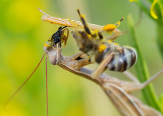 Mantis Religiosa–Modliszka Zwyczajna