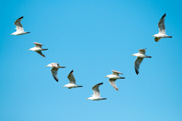 Single seagull sequence flying in the sky in Ireland