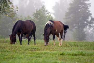 Naklejka na ściany i meble Dwa konie na polanie we mgle 