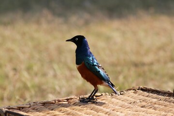 Beautiful Birds of Africa