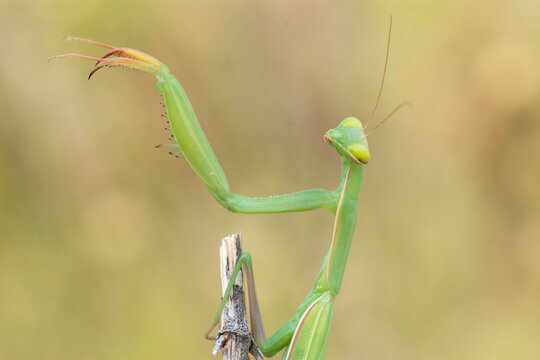 Mantis Religiosa&ndash;Modliszka Zwyczajna