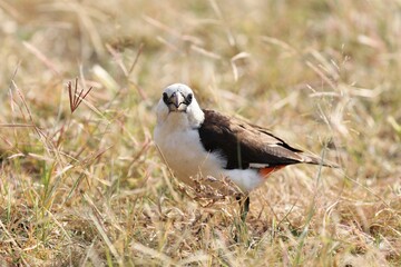 Beautiful Birds of Africa
