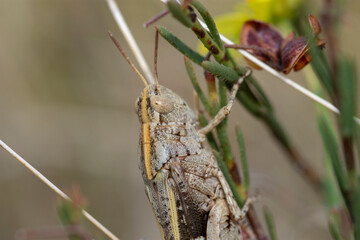 ORTHOPTERA – PROSTOSKRZYDŁE