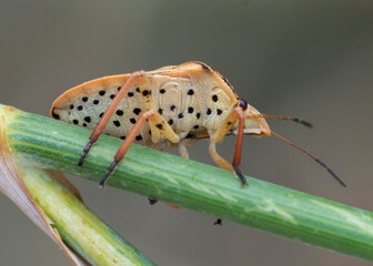 HEMIPTERA – PLUSKWIAKI