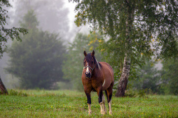Polana z wypasającym się koniem spowita poranną mgłą i poranną rosą
- 447729991