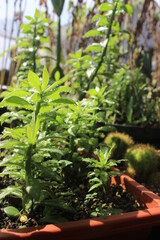 just little plant`s on the pot