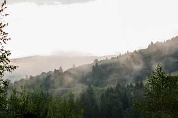 Krajobraz leśny wierzchołki drzew las we mgle panorama	