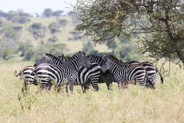 Obraz premium Beautiful Animals Game of Africa – Zebras