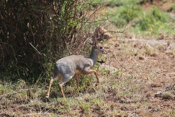 Beautiful Animals Game of Africa – Dik-Dik Antelope
