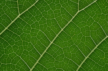 green leaf macro