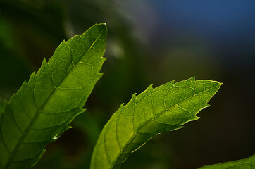 close up of green leaf